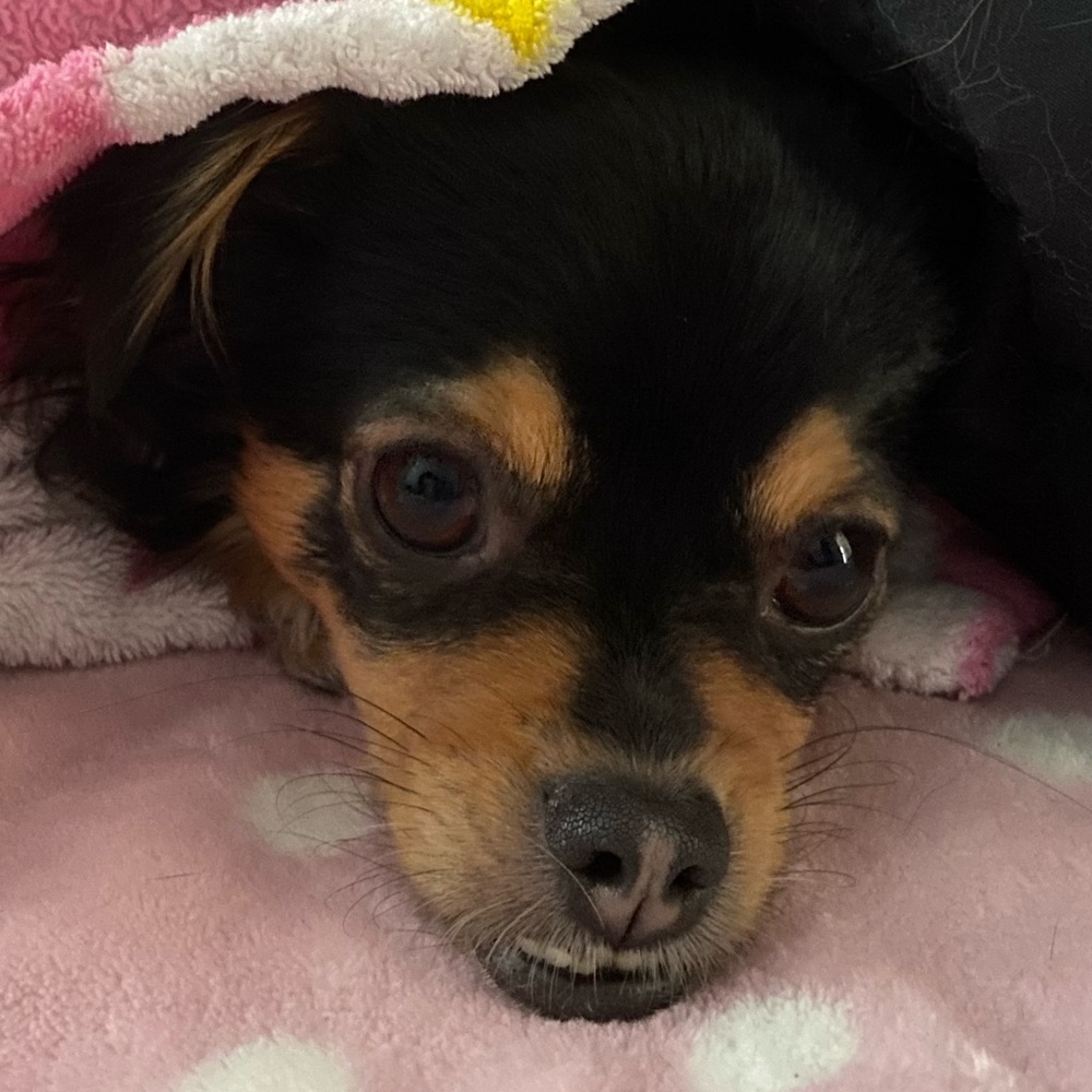 Meet your Posher, Serenity